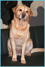 duke Hund Duke